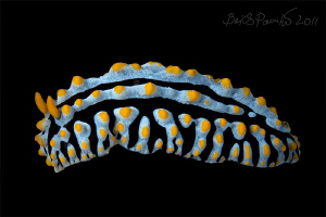 scrambled egg nudibranch
- Phyllidia varicosa in in Maam... by Boris Pamikov 